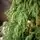 Pinecrest Christmas Tree PE 210 CM  - ნაძვის ხე 100% სილიკონი, 6 image