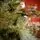 Velvet Wonderland Christmas Tree PE+PVC 210 CM With Mixed Silicone Needle And Pine Cones - ნაძვის ხე შერეული სილიკონის წიწვებით და გირჩით, 12 image