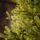 Christmas Tree 100% Silicone PE 240 CM  - ნაძვის ხე 100% სილიკონი, 8 image