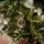Winterwood Christmas Tree 210 CM With Pine Cones And Berries - ნაძვის ხე დათოვლილი ბოლოებით, გირჩით და კენკრით, 9 image