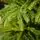 Champagne Pine Christmas Tree 210 CM  ნაძვის ხე 100 % სილიკონი, 11 image