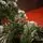 Lidia Green Christmas Tree With White Tips, Pine Cones And Berries PVC 250CM - ნაძვის ხე თეთრი ბოლოებით, გირჩით და კენკრით, 9 image