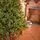 Pearl Evergreen Christmas Tree 180 CM 100% Silicone With Lights - ნაძვის ხე 100% სილიკონი, განათებით, 4 image