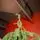 Pinecrest Christmas Tree PE 210 CM  - ნაძვის ხე 100% სილიკონი, 3 image