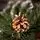 Lidia Green Christmas Tree With White Tips, Pine Cones And Berries PVC 250CM - ნაძვის ხე თეთრი ბოლოებით, გირჩით და კენკრით, 11 image