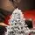 Roselle Snow-Covered Christmas Tree  PE+PVC 210 CM  - დათოვლილი ნაძვის ხე შერეული სილიკონის წიწვებით, 7 image