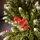 Winterwood Christmas Tree 210 CM With Pine Cones And Berries - ნაძვის ხე დათოვლილი ბოლოებით, გირჩით და კენკრით, 6 image