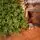 Champagne Pine Christmas Tree 210 CM  ნაძვის ხე 100 % სილიკონი, 4 image