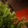 Champagne Pine Christmas Tree 210 CM  ნაძვის ხე 100 % სილიკონი, 9 image