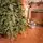 Velvet Wonderland Christmas Tree PE+PVC 210 CM With Mixed Silicone Needle And Pine Cones - ნაძვის ხე შერეული სილიკონის წიწვებით და გირჩით, 4 image