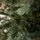 Holandiia Christmas Tree With Blue Tips PE 180 CM საახალწლო ნაძვის ხე, 100% სილიკონი, 13 image