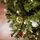 Frostmere Christmas Tree 180 CM With Pine Cones And Berries - ნაძვის ხე დათოვლილი ბოლოებით, გირჩით და კენკრით, 12 image