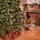 Solenne Christmas Tree 240 CM With Pine Cones And Berries - ნაძვის ხე დათოვლილი ბოლოებით, გირჩით და კენკრით, 4 image