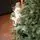 Holandiia Christmas Tree With Blue Tips PE 180 CM საახალწლო ნაძვის ხე, 100% სილიკონი, 11 image