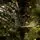 Holandiia Christmas Tree With Olive Tips PE 250 CM საახალწლო ნაძვის ხე, 100% სილიკონი, 15 image