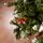 Solenne Christmas Tree 240 CM With Pine Cones And Berries - ნაძვის ხე დათოვლილი ბოლოებით, გირჩით და კენკრით, 15 image