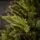 Jasmine Green Christmas Tree PE + PVC 220CM With Olive Tips And Mixed Silicone Needle - ნაძვის ხე შერეული სილიკონის წიწვებით, 6 image