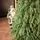 Pinecrest Christmas Tree PE 210 CM  - ნაძვის ხე 100% სილიკონი, 5 image