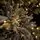 Arctic Snow-Covered Christmas Tree PE 225 CM With Lights - დათოვლილი ნაძვის ხე 100% სილიკონის წიწვებით, 14 image