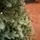 Holandiia Christmas Tree With Blue Tips PE 210 CM საახალწლო ნაძვის ხე, 100% სილიკონი, 8 image