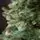 Holandiia Christmas Tree With Blue Tips PE 210 CM საახალწლო ნაძვის ხე, 100% სილიკონი, 12 image