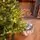 Everwyn Christmas Tree  90 CM 100% Silicone Needle With Lights - ნაძვის ხე 100% სილიკონის წიწვებით და განათებით, 4 image