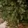 Royal Christmas Tree With Lights PE 250 CM - ნაძვის ხე 100% სილიკონის წიწვებით, 12 image