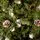 Solenne Christmas Tree 240 CM With Pine Cones And Berries - ნაძვის ხე დათოვლილი ბოლოებით, გირჩით და კენკრით, 12 image