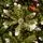 Solenne Christmas Tree 240 CM With Pine Cones And Berries - ნაძვის ხე დათოვლილი ბოლოებით, გირჩით და კენკრით, 6 image