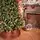 Winterwood Christmas Tree 210 CM With Pine Cones And Berries - ნაძვის ხე დათოვლილი ბოლოებით, გირჩით და კენკრით, 4 image