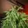 Pinecrest Christmas Tree PE 210 CM  - ნაძვის ხე 100% სილიკონი, 7 image