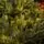 Holandiia Christmas Tree With Olive Tips PE 250 CM საახალწლო ნაძვის ხე, 100% სილიკონი, 11 image