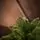 Premium Christmas Tree PE 200 CM ნაძვის ხე 100% სილიკონი, 11 image