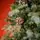 Velvet Wonderland Christmas Tree PE+PVC 210 CM With Mixed Silicone Needle And Pine Cones - ნაძვის ხე შერეული სილიკონის წიწვებით და გირჩით, 10 image