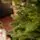 Nordora Christmas Tree PE+PVC 180 CM With Mixed Silicone Needle - ნაძვის ხე შერეული სილიკონის წიწვებით, 7 image