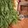 Pinecrest Christmas Tree PE 210 CM  - ნაძვის ხე 100% სილიკონი, 4 image
