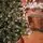 Lidia Green Christmas Tree With White Tips, Pine Cones And Berries PVC 250CM - ნაძვის ხე თეთრი ბოლოებით, გირჩით და კენკრით, 4 image