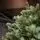 Holandiia Christmas Tree With Blue Tips PE 210 CM საახალწლო ნაძვის ხე, 100% სილიკონი, 13 image