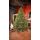 Holandiia Christmas Tree With Olive Tips PE 250 CM საახალწლო ნაძვის ხე, 100% სილიკონი, 2 image