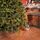 Holandiia Christmas Tree With Olive Tips PE 250 CM საახალწლო ნაძვის ხე, 100% სილიკონი, 4 image