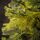 Holandiia Christmas Tree With Olive Tips PE 250 CM საახალწლო ნაძვის ხე, 100% სილიკონი, 8 image