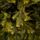 Holandiia Christmas Tree With Olive Tips PE 250 CM საახალწლო ნაძვის ხე, 100% სილიკონი, 9 image