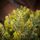Holandiia Christmas Tree With Olive Tips PE 250 CM საახალწლო ნაძვის ხე, 100% სილიკონი, 10 image