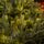 Holandiia Christmas Tree With Olive Tips PE 250 CM საახალწლო ნაძვის ხე, 100% სილიკონი, 11 image
