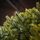 Holandiia Christmas Tree With Olive Tips PE 250 CM საახალწლო ნაძვის ხე, 100% სილიკონი, 12 image