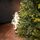 Holandiia Christmas Tree With Olive Tips PE 250 CM საახალწლო ნაძვის ხე, 100% სილიკონი, 14 image