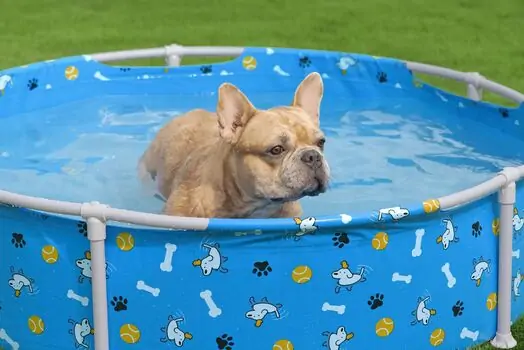 Bestway 561KM Fetchin' Fun Pet Play Pool - კარკასული აუზი, 2 image