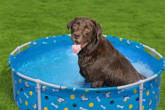 Bestway 561KM Fetchin' Fun Pet Play Pool - კარკასული აუზი, 3 image
