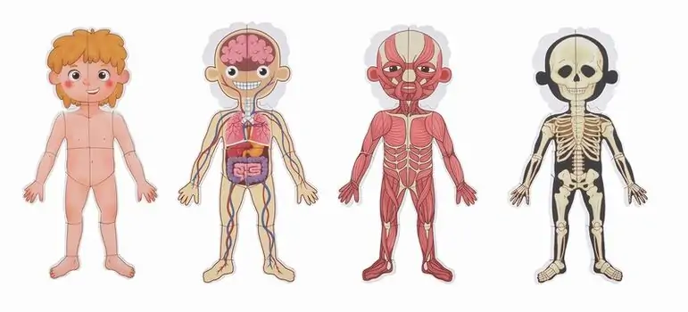 Tooky Toy Body Magnetic Chart TH842 - სათამაშო ადამიანის სხეულის ნაწილები, 2 image